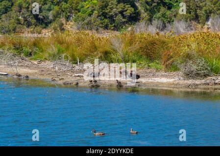 Black swans at lake Rotomahana in New Zealand Stock Photo