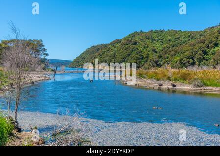 Black swans at lake Rotomahana in New Zealand Stock Photo