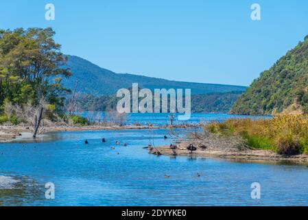 Black swans at lake Rotomahana in New Zealand Stock Photo