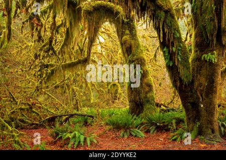WA18926-00...WASHINGTON - Moss hung Big Leaf Maple trees line the trail through the Hall of Mosses, part of the Hoh Rain Froest in Olympic National Pa Stock Photo