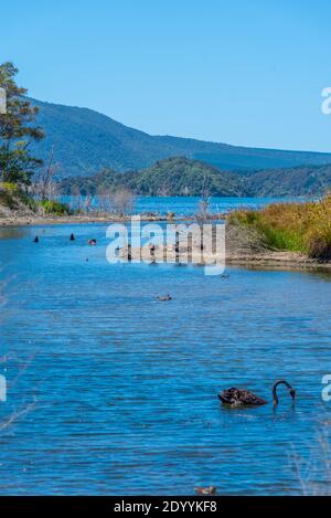 Black swans at lake Rotomahana in New Zealand Stock Photo