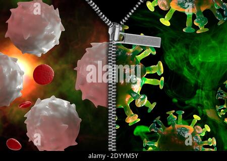Zipper reveals healthy white blood cells ready to fight off the coronavirus epidemic as symbol for immune system 3D Illustration Stock Photo