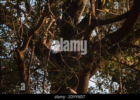 A baboon on top of a tree in South Africa Stock Photo