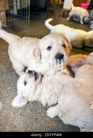 Platinum, or Cream colored Golden Retriever puppies. Stock Photo