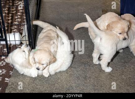 Platinum, or Cream colored Golden Retriever puppies. Stock Photo