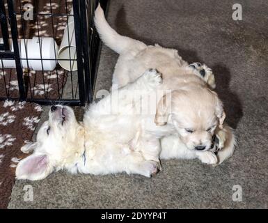 Platinum, or Cream colored Golden Retriever puppies. Stock Photo