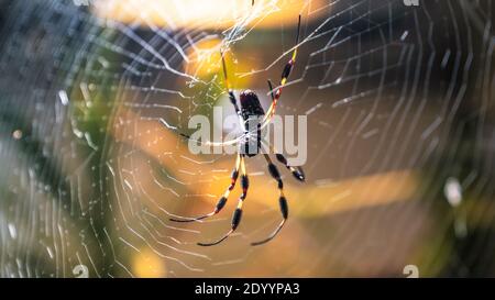Close up shot of a spider sitting in its spider web Stock Photo