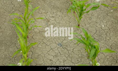 Very drought dry field land leaves with maize corn Zea mays, drying up the soil, drying up the soil cracked, climate change, environmental disaster Stock Photo