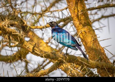 Rüppell's starling, also known as Rueppell's glossy-starling or Rueppell's long-tailed starling, is a species of starling in the family Sturnidae. Stock Photo