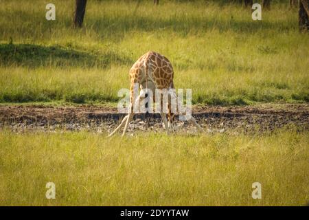 A Rothschild's giraffe ( Giraffa camelopardalis rothschildi) drinking at a waterhole, Lake Mburo National Park, Uganda. Stock Photo