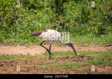 A Sacred Ibis ( Threskiornis aethiopicus), Lake Mburo National Park, Uganda. Stock Photo