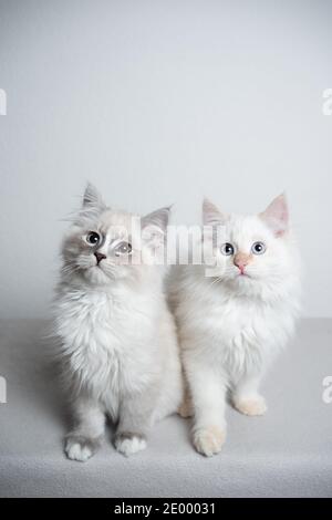 two cute ragdoll kittens sitting next to each other in front of white background looking curiously Stock Photo