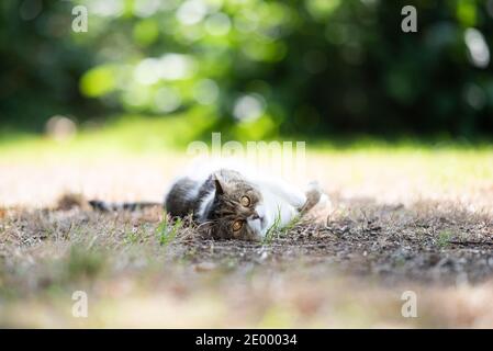 tabby white british shorthair cat lying on side outdoors on dried up grass on a hot summer day relaxing looking at camera Stock Photo
