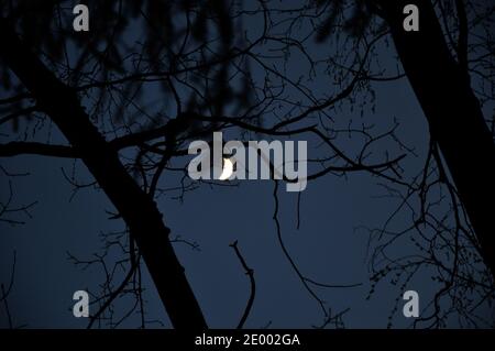 Crescent moon on the night sky. Black tree branches against the background of the night sky Stock Photo