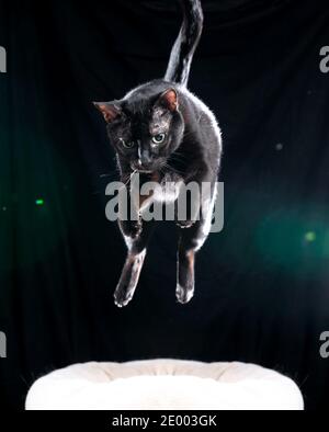 black cat jumping up in the air on black background with green lens flares Stock Photo