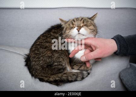 tabby white british shorthair cat resting on couch getting stroked under chin Stock Photo