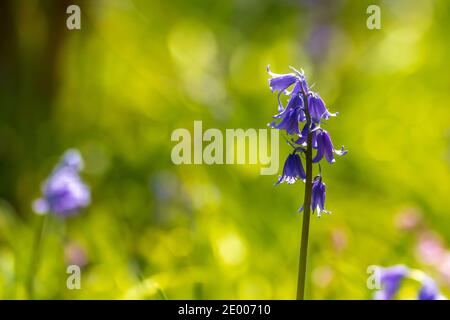Close-up a pair of purple Common Bluebell, Hyacinthoides non-scripta, blooming in a dark forest. Stock Photo