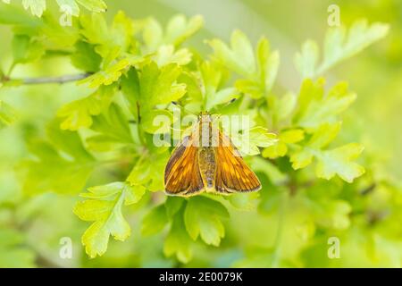 Closeup of a large skipper Ochlodes sylvanus butterfly on a green leaf, resting. Stock Photo