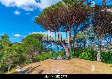 Vegetation at Wellington Botanic garden in New Zealand Stock Photo