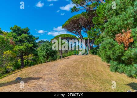 Vegetation at Wellington Botanic garden in New Zealand Stock Photo