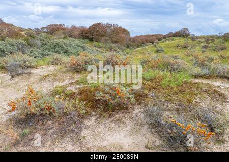 Landscape Nationaal Park Hollandse Duinen with dunes and wild nature under a clouded sky in Meijendel at the Dutch coast Stock Photo