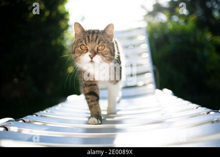tabby white british shorthair cat walking on sun lounger in sunlight Stock Photo