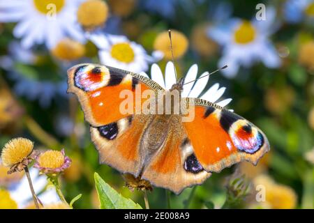 Aglais io, peacock butterfly, feeding nectar from a purple butterfly-bush in garden. Bright sunlight, vibrant colors. Stock Photo