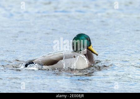 A male mallard dabling duck, Anas platyrhynchos, washing Stock Photo