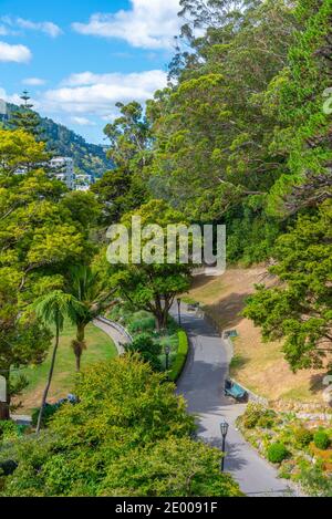 Forest path at Wellington Botanic garden in New Zealand Stock Photo