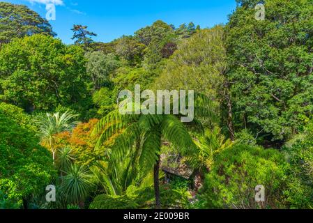 Vegetation at Wellington Botanic garden in New Zealand Stock Photo