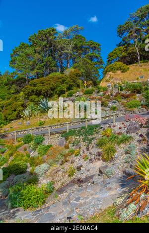 Colorful plants at Wellington Botanic garden in New Zealand Stock Photo ...