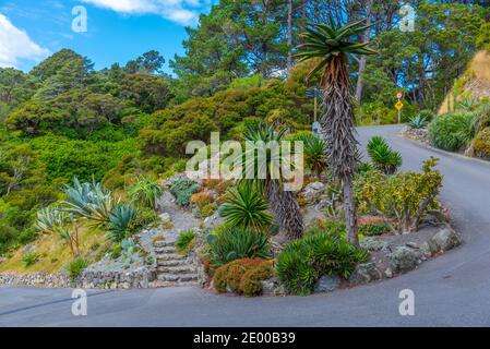 Colorful plants at Wellington Botanic garden in New Zealand Stock Photo