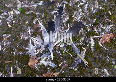 Pile of black and grey featers feathers and fluff from dead bird on tarmac road with autumn leaves in winter Carmarthenshire Wales UK   KATHY DEWITT Stock Photo