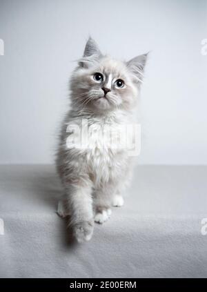 cute blue silver tabby point white siberian kitten looking at camera curiously standing in front of white background Stock Photo