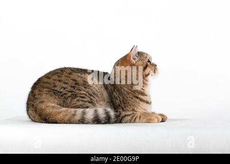 Grumpy Tabby Serious British Cat On A Black Background Stock Photo -  Download Image Now - iStock