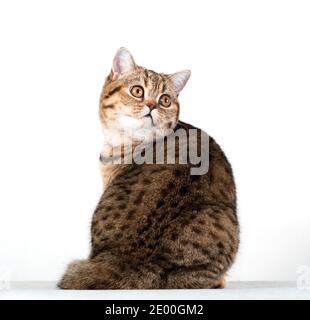 Grumpy Tabby Serious British Cat On A Black Background Stock Photo -  Download Image Now - iStock