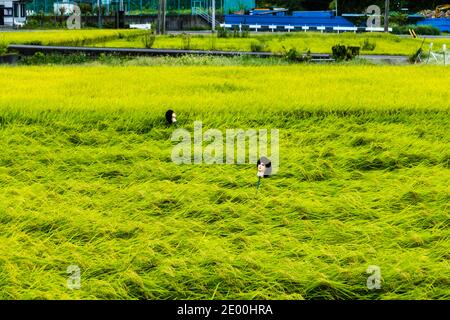 Scarecrow made of mannequin head in Rice Paddies