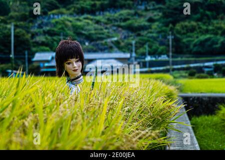 Scarecrow made of mannequin head in Rice Paddies