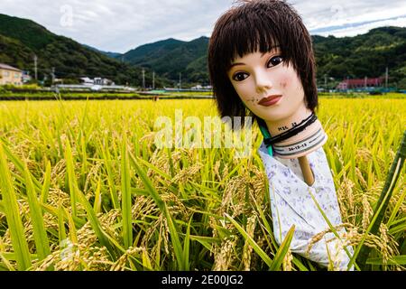 Scarecrow made of mannequin head in Rice Paddies Stock Photo