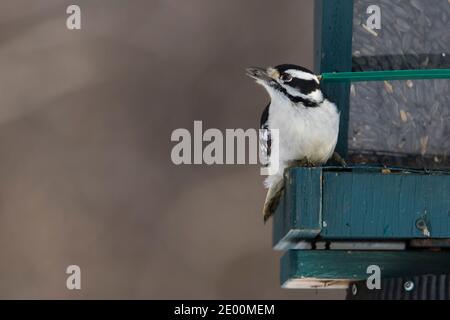 downy woodpecker (Dryobates pubescens) Stock Photo