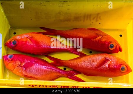 Kinmedai (golden eye snapper) on Fish Auction in Yaidu, Japan