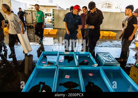 Fish Auction in Yaidu, Japan Stock Photo