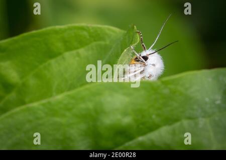 A Virginian Tiger Moth (Spilosoma virginica) resting on a leaf at Toronto's popular Ashbridges Bay Park. Stock Photo