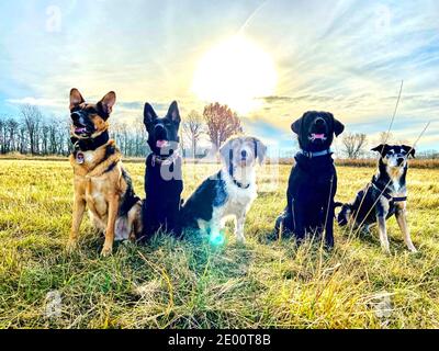 Photo against the sun from five dogs sitting on a field. Stock Photo