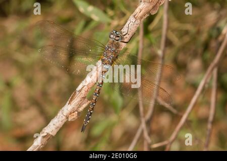 Blue-eyed Darner Dragonfly female, Rhionaeschna, Aeshnidae. Stock Photo