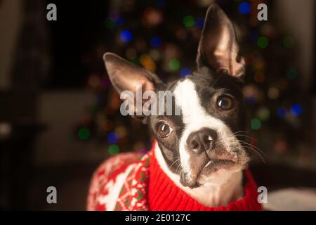 Boston Terrier Puppy Dressed Up for Christmas in Holiday Sweater Stock Photo