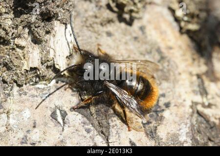When males from the European orchard bee, Osmia cornuta,  age they tend to loose most if not all of their hairs ... this is a medium worn adult animal Stock Photo