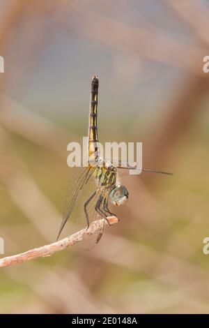 Blue Dasher Dragonfly female obelisking, Pachydiplax longipennis, Libellulidae. Stock Photo