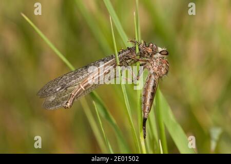 Unidentified Robber Fly female, Asilidae. Feeding on Antlion, Myrmeleontidae. Stock Photo