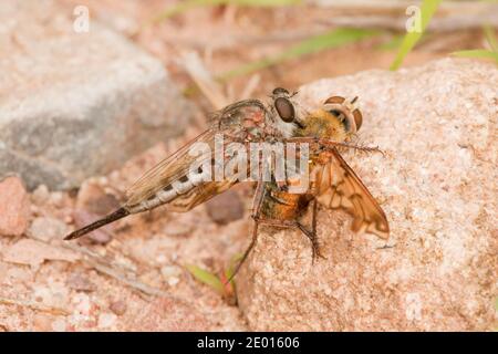 Unidentified Robber Fly female, Asilidae. Feeding on Bee Fly, Bombyliidae. Stock Photo